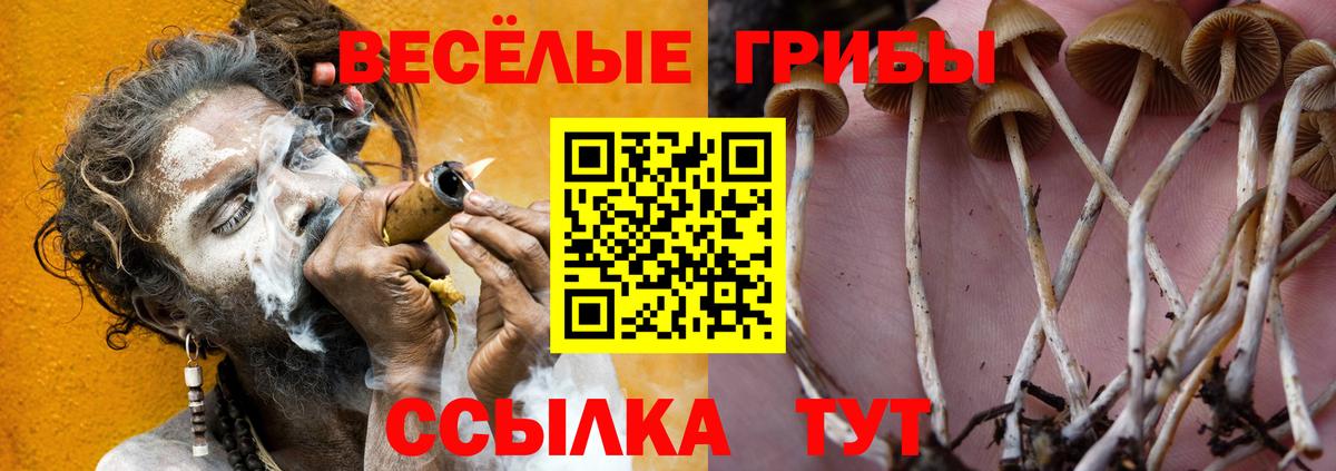 Псилоцибиновые грибы Psilocybine cubensis  Вход с VPN  Сосновоборск  Псилоцибиновые грибы мицелий 